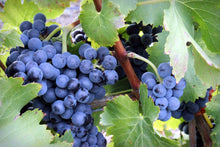 Carica l'immagine nel visualizzatore di Gallery, Pignatello D.O.P. Biologico Vegano Non Filtrato