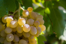 Carica l'immagine nel visualizzatore di Gallery, Grillo D.O.P. Biologico Vegano Non Filtrato