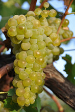 Carica l'immagine nel visualizzatore di Gallery, Viognier I.G.T. Biologico
