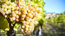 Carica l'immagine nel visualizzatore di Gallery, Viognier I.G.T. Biologico