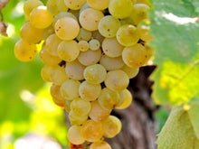 Carica l'immagine nel visualizzatore di Gallery, Catarratto Salaparuta D.O.C. Biologico