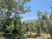 Carica l'immagine nel visualizzatore di Gallery, Olio Extra Vergine di Oliva Biologico - 500ml