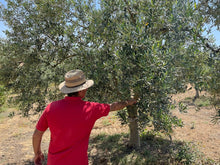 Carica l'immagine nel visualizzatore di Gallery, Olio Extra Vergine di Oliva Biologico - 750ml