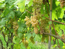 Carica l'immagine nel visualizzatore di Gallery, Zibibbo D.O.P. Biologico Vegano Non Filtrato