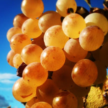 Carica l'immagine nel visualizzatore di Gallery, Zibibbo D.O.P. Biologico Vegano Non Filtrato