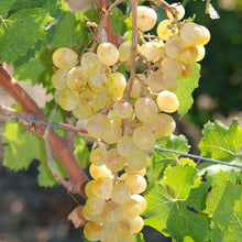 Carica l'immagine nel visualizzatore di Gallery, Zibibbo D.O.P. Biologico Vegano Non Filtrato